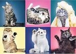 Trefl Puzzle Kittens 500 Parça Puzzle