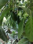 Tropicaltat Avokado 1 Kg