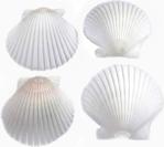 Turkuaz Hediyelik Gerçek Deniz Kabuğu 250 Gr Paket White Scallop