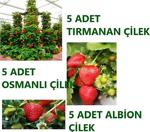 Ucuzluk Diyarı 5 Adet Osmanlı + 5 Adet Tırmanan + 5 Albion ( Yediveren ) Çilek Fidesi Açık Kök Ve Frigo