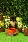 Vitabiss Kedi Köpek Tekli Mama Ve Su Kabı