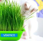 Vixpet Kedi Çimi Doğal Ve Yumuşak 20 X 20 Cm