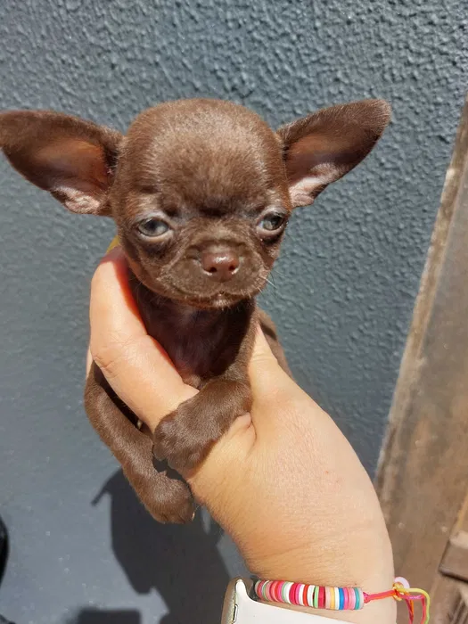 Chihuahua super mini. Perfeito. Cabeça de maçã