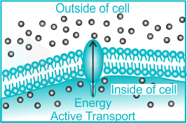 Examples of Active Transport in Plants and Animals