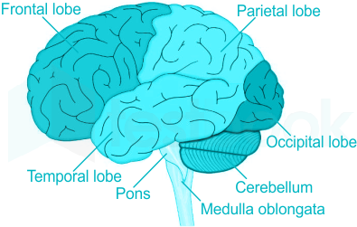 The Lobes and Limbic System