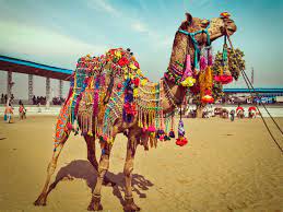 Why camels are giving Pushkar fair a miss - Why Pushkar Mela is losing its charm | The Economic Times
