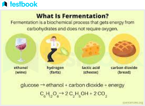 What Is Fermentation? Definition and Examples