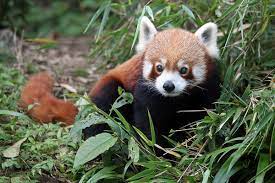 Red Panda Winter Festival Sikkim