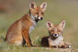 4,673 Fox Family Photos - Free & Royalty-Free Stock Photos from Dreamstime