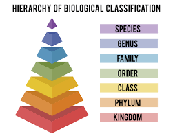 How did humans begin to classify and name all of life on Earth? • Earth.com