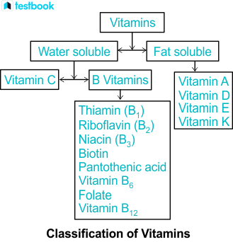 Types of Vitamins: Learn the Function of Different Vitamins.