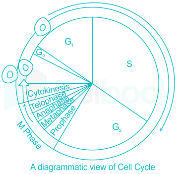 Image result for cell cycle black and white