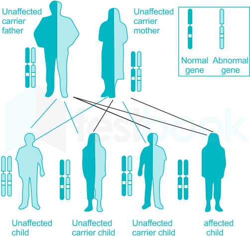 Autosomal recessive inheritance pattern