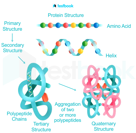Protein Structure | Biology Dictionary