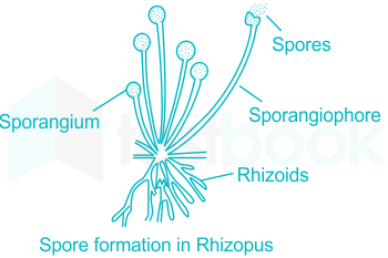 a) What is spore formation? (b) Draw a diagram showing spore formation in Rhizopus. - Sarthaks eConnect | Largest Online Education Community
