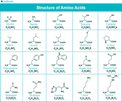 A Comprehensive Guide on Amino Acids ...