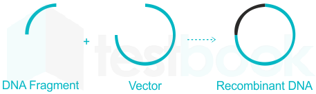 Addgene: Molecular Biology Reference