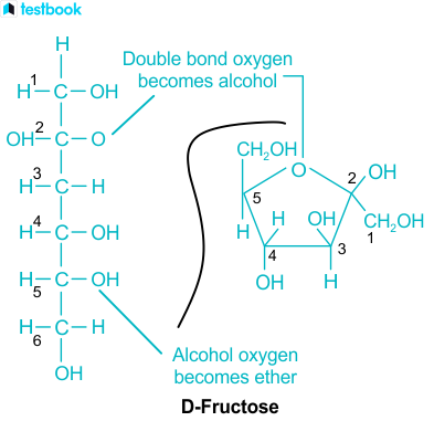 Difference between Glucose and Fructose: Learn Key Differences
