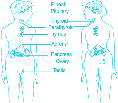 What are endocrine glands? Indicate their location in the outline diagram of human body. from Science Control and Coordination Class 10 Haryana Board - English Medium