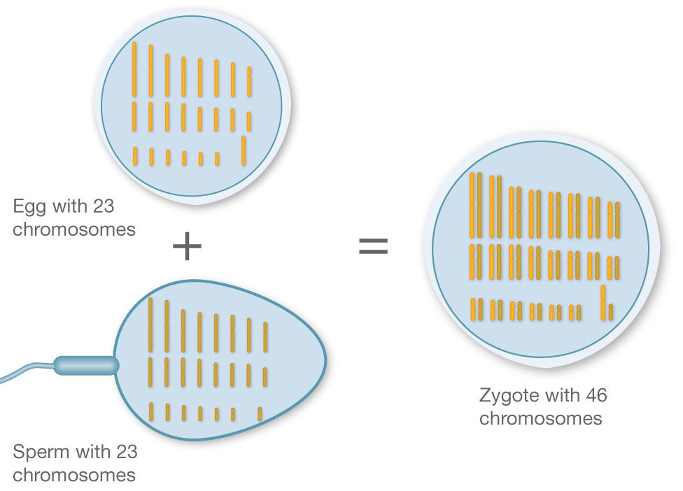 Fertilization