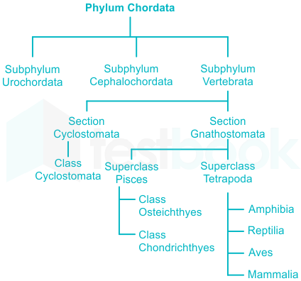 Phylum Chordata: An Overview, Classes, Characteristics, Examples