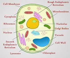Structure of the cell-Cell Structure and Functions Class 8 NCERT Notes - CBSE Class Notes Online - Classnotes123