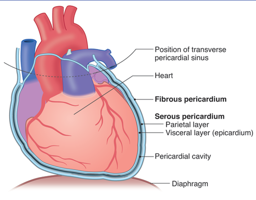 anatomy the heart Flashcards | Quizlet