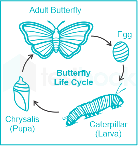 Clip Art: Butterfly Life Cycle B&W I abcteach.com | abcteach