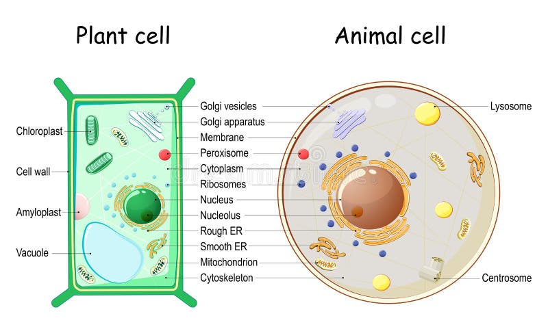 Plant Cell Animal Cell Stock Illustrations – 736 Plant Cell Animal Cell Stock Illustrations, Vectors & Clipart - Dreamstime