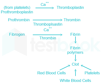 platelets help in clotting of blood at injured side draw a flow ...