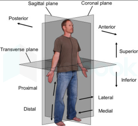 Standard Anatomical Position - an overview | ScienceDirect Topics