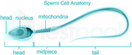 Free Vector | Sperm cell structure