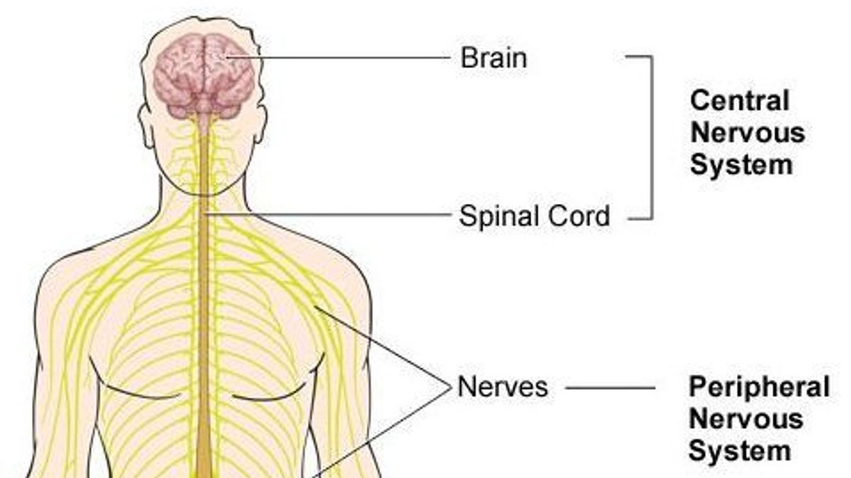 GK Quiz on Nervous System