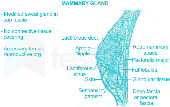 4MAMMARY GLAND– Modified sweat gland insup fascia– No connective tissuecovering.– Accessory femalereproductive org