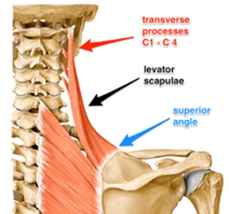 Causes Of Neck Pain At Your Desk And How To Alleviate It With