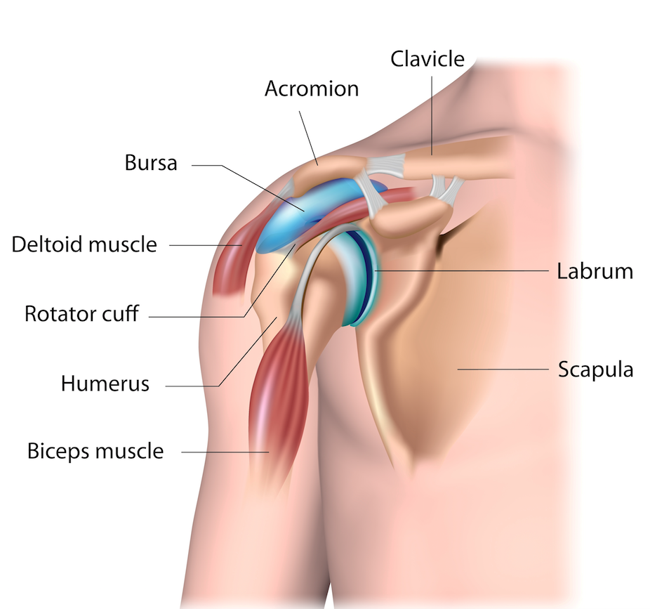 Shoulder Impingement Shoulder Pain Your Pilates Physio