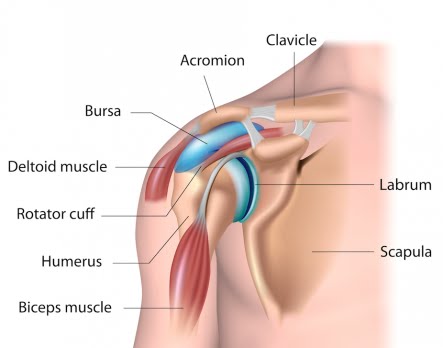 Shoulder impingement | | Shoulder Pain | Your Pilates Physio