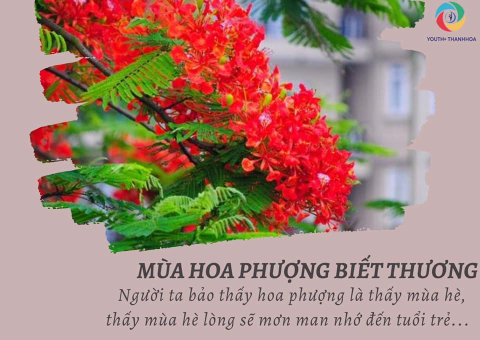 MÙA HOA PHƯỢNG BIẾT THƯƠNG