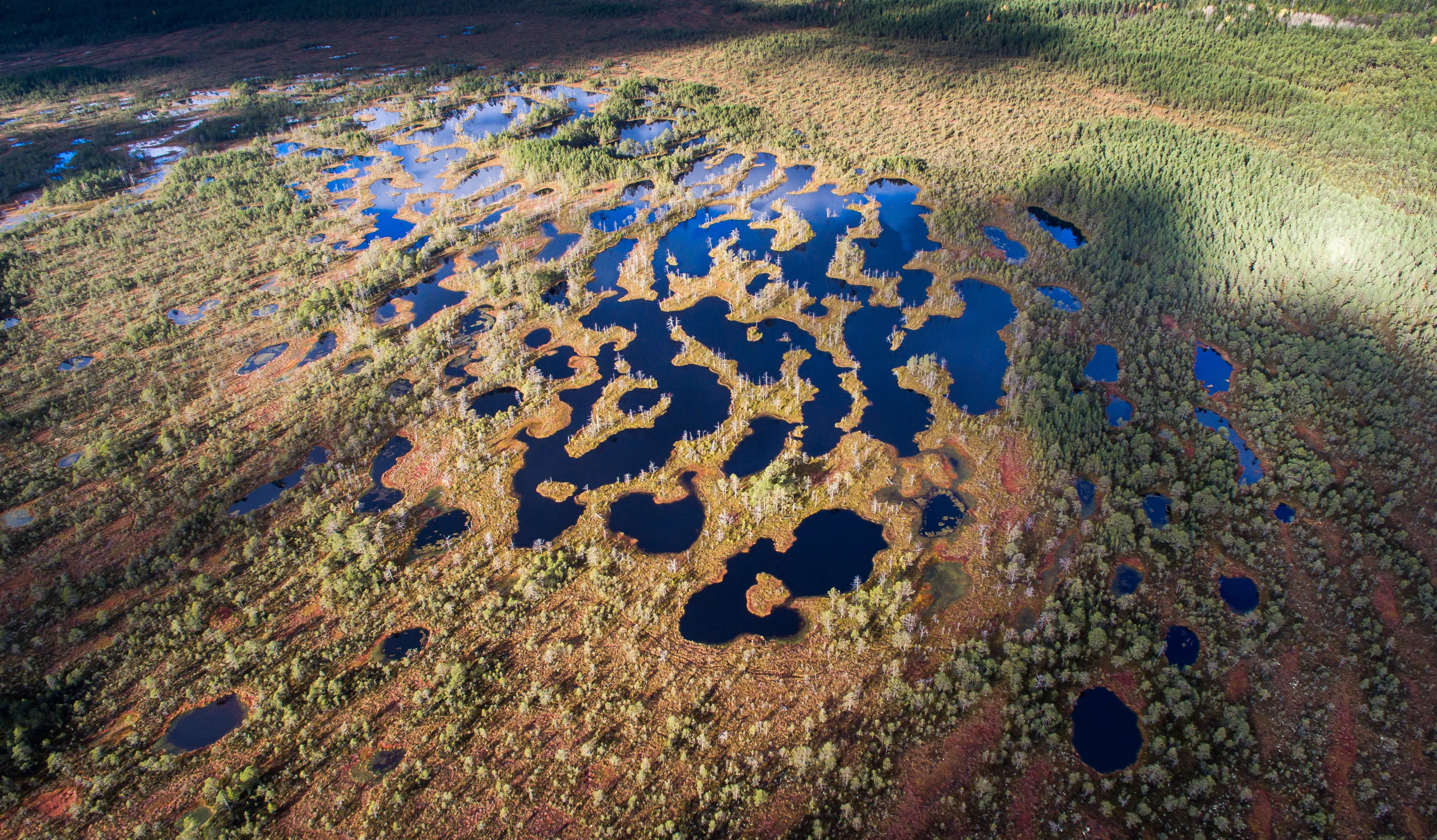 Aerial view: intricate bog landscape, numerous pools and trees.