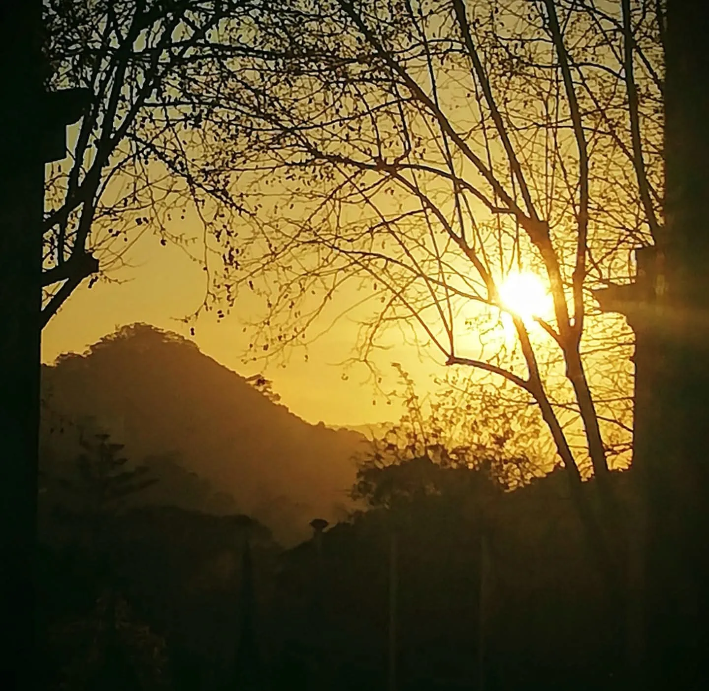 Golden sunset through bare trees over mountains.