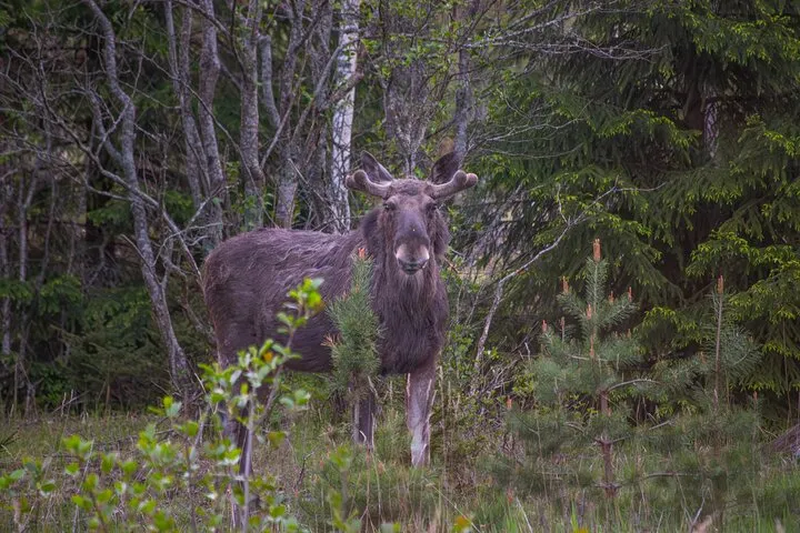 Moose looking at camera in forest.