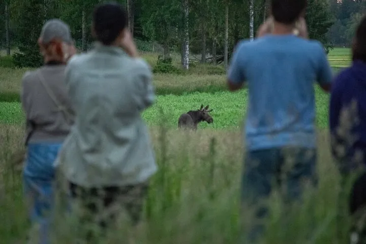People watching a moose in a field.