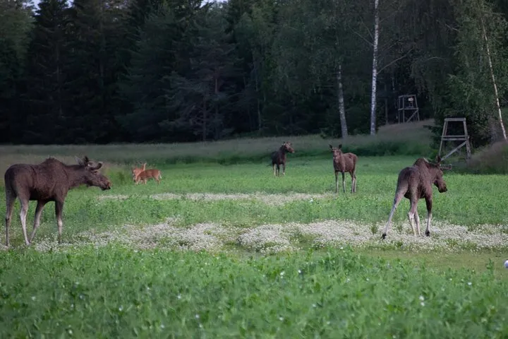 Moose and deer in green field.