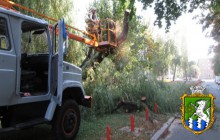 Порядок видалення зелених насаджень у місті Южноукраїнську