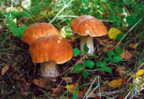 Основні причини та симптоми отруєнь грибами