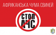 Повідомдлення щодо виявлення АЧС (Африканська чума свиней) на території Миколаївської області