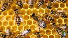 Безпечне ведення бджільництва