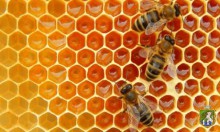 Щодо належної бджолярської практики 