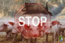 АЧС – найнебезпечніша хвороба свиней
