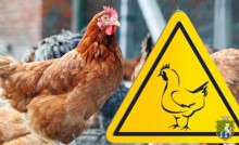 Щодо профілактики високопатогенного грипу птиці